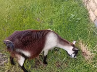 Koza, Saanen goat — fotografija 2