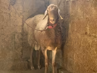 Beran, Rhon sheep — foto 1