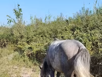 Kůň, Koně — foto 2