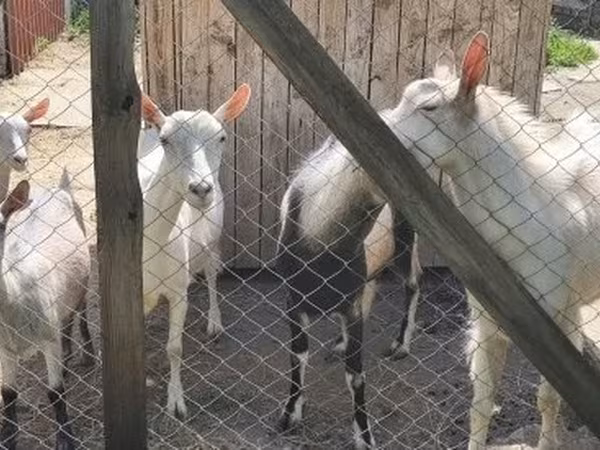 بکری, بکریاں