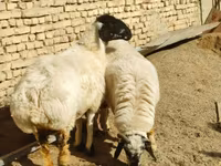 Owca, Owce — zdjęcie 1