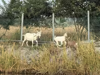 แพะตัวเมีย, Saanen goat — รูปภาพ 3