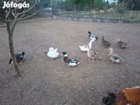 Ducks — fotografija 8