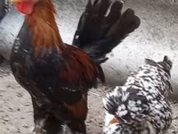 Chickens — Foto 2
