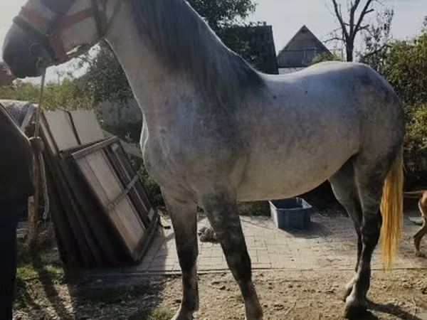 Klisna, Andalusian horse