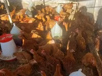 Chickens — լուսանկար 1