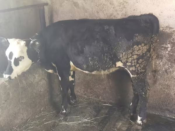 Vaca, Swiss cattle