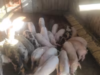 Babi jantan, Pigs — foto 3