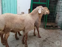 Domba jantan, Sheep — foto 2