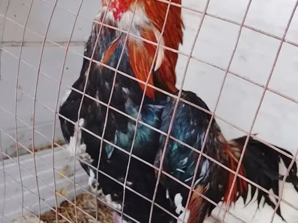 Chickens