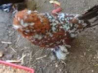 Chickens — fotografija 1