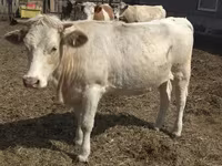 گاو ماده, Swiss cattle — عکس 3