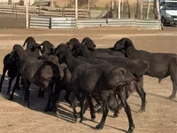 Berbec, Hissar sheep — foto 2