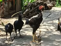 Chickens — foto 6