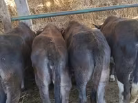 گاو ماده, Swiss cattle — عکس 1