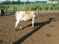 Ko, Simmental cattle — foto 7