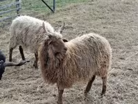 Baran, Racka sheep — zdjęcie 1