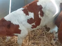 Lo’ (xirmo, jins lama sheegin), Simmental cattle — sawirka 1