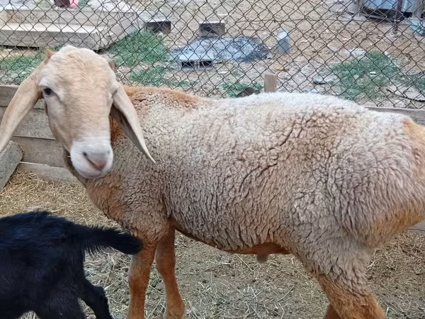 Montone, Arashan sheep
