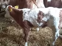 سانڈ, Simmental cattle — تصویر 3