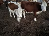 گائے, Swiss cattle — تصویر 6