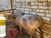 Ovan, Edilbay sheep — fotografija 3