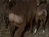 Berbec, Arashan sheep — foto 3