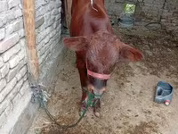 گاو ماده, گاو — عکس 1