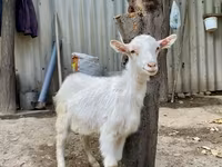 숫염소, Saanen goat — 사진 1