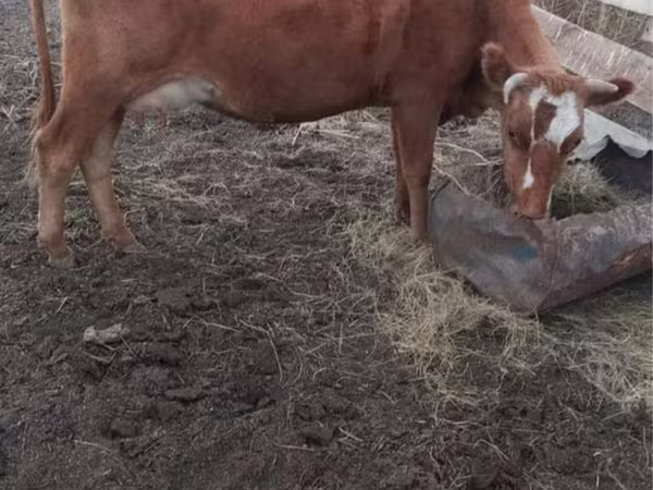 Krowa, Swiss cattle
