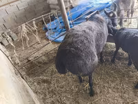 मेढ़ा, Hissar sheep — फ़ोटो 2