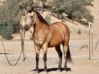 Kuda jantan, Quarter Horse — foto 5