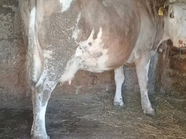 Ko, Simmental cattle