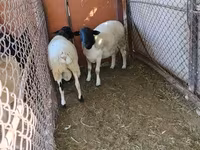 قوچ, Dorper sheep — عکس 3
