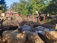 Moutons (lot, sexe non indiqué), Dorper sheep — photo 3