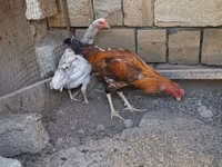 Chickens — الصورة 4