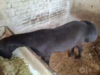 قوچ, گوسفند — عکس 4