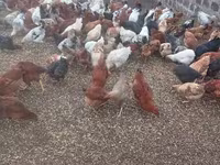Chickens — عکس 2