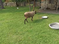 Ovce, Romanov sheep — foto 1