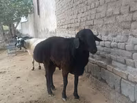 숫양, Hissar sheep — 사진 3