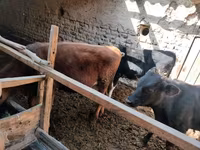 Bovinos (lote, sexo no especificado), Ganado vacuno — foto 2