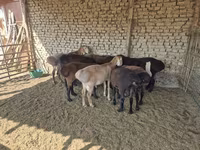 Kambing jantan, Arashan sheep — foto 6