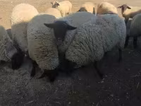 قوچ, White Suffolk sheep — عکس 3