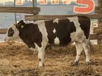 Bull, Russian Black pied cattle — photo 1
