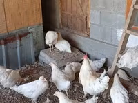 Chickens — புகைப்படம் 3