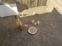 Chickens — Foto 5