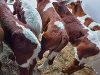 โคเนื้อ (เป็นล็อต, ไม่ระบุเพศ), Simmental cattle — รูปภาพ 3