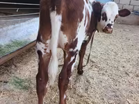 گاو ماده, Simmental cattle — عکس 6