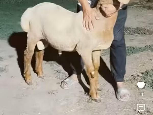 Cừu đực, Arashan sheep — Kyrgyzstan