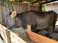 گاو ماده, Swiss cattle — عکس 2